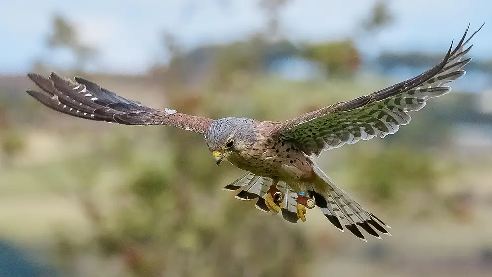 Alexhillier1 kestrel 4714296 1280a